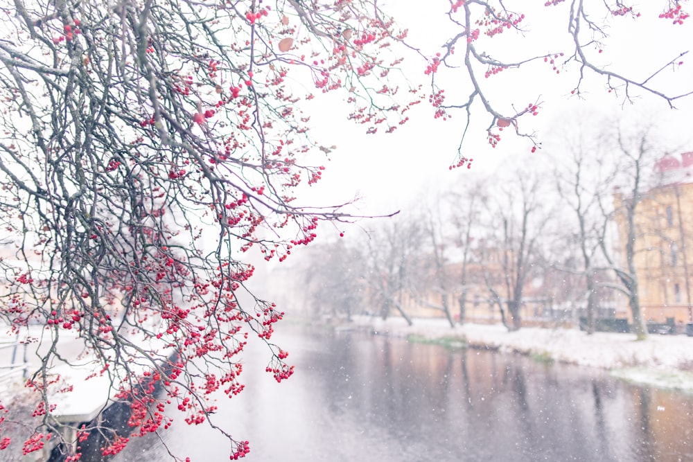 pink blossom tree