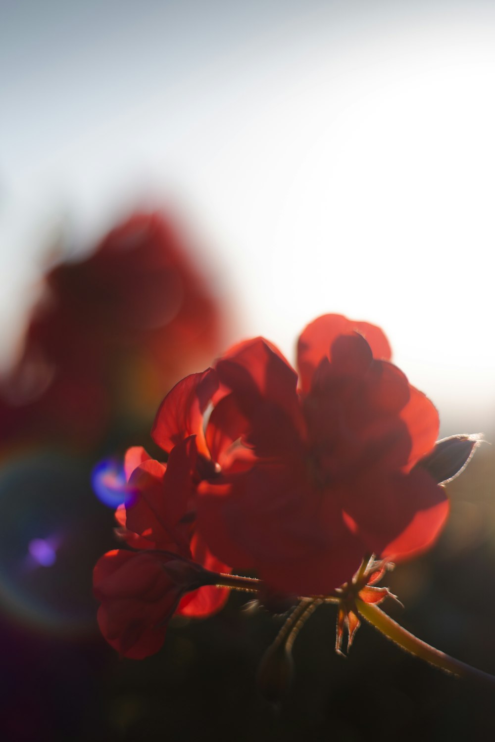 selective focus photography of red-petaled flower