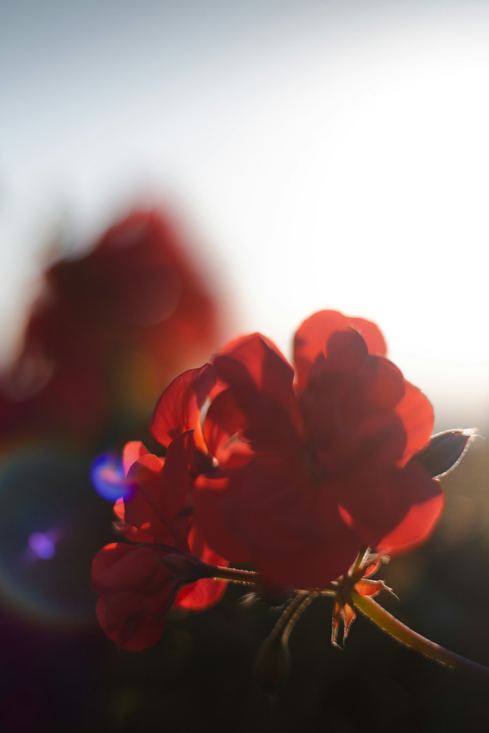 Fotografía de enfoque selectivo de flor de pétalos rojos