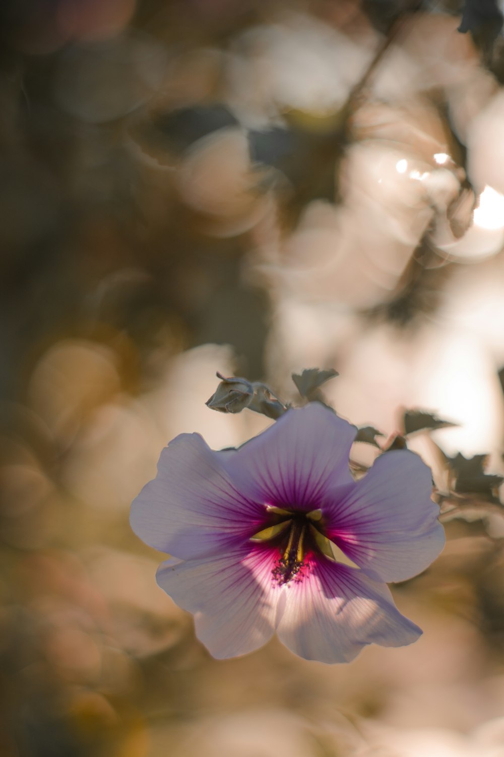 white and purple hibiscus flower