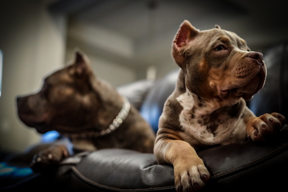 two brown American Pitbull terrier puppy