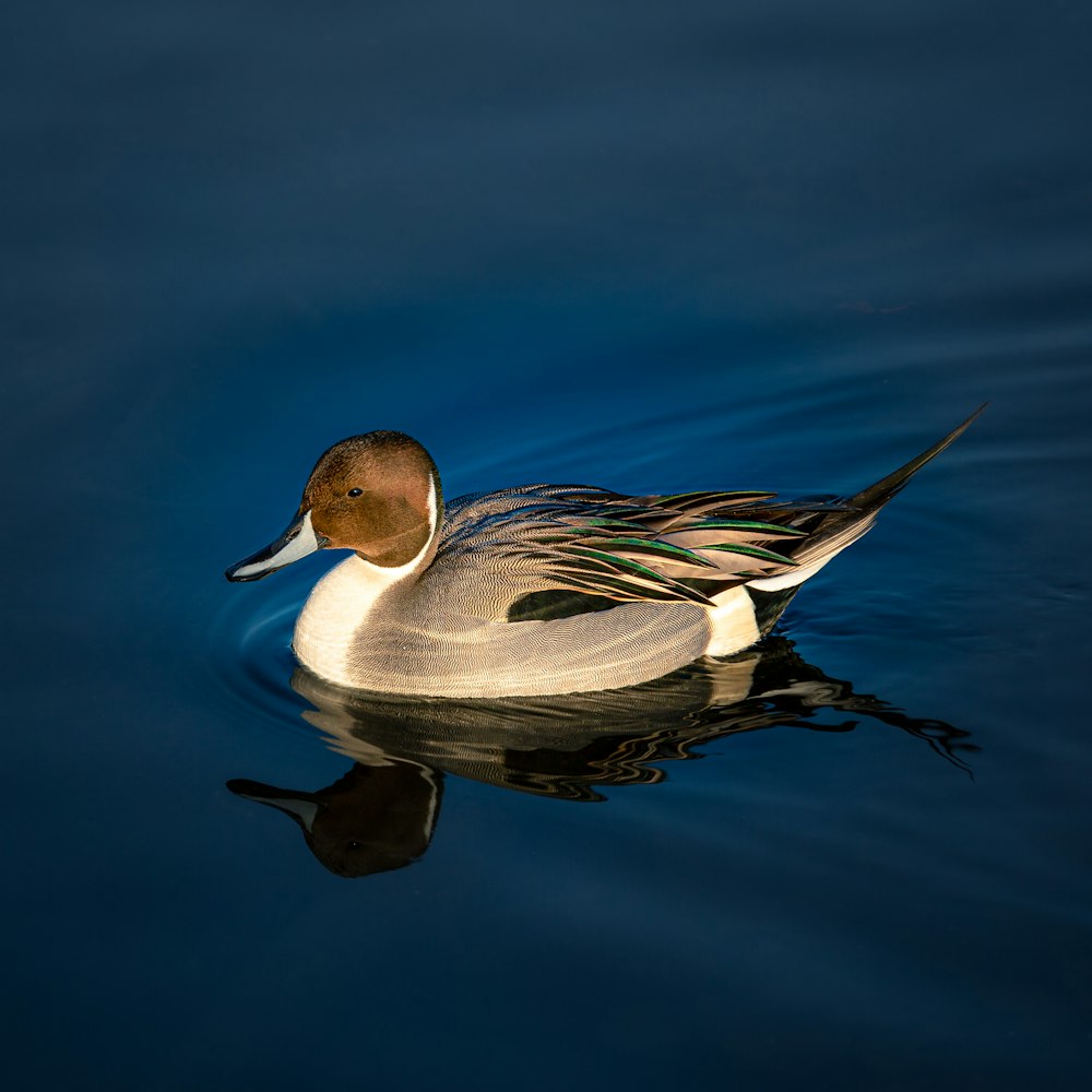 mallard duck floating on body of water