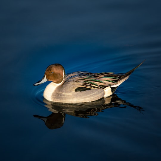 mallard duck floating on body of water in Burnaby Lake Canada
