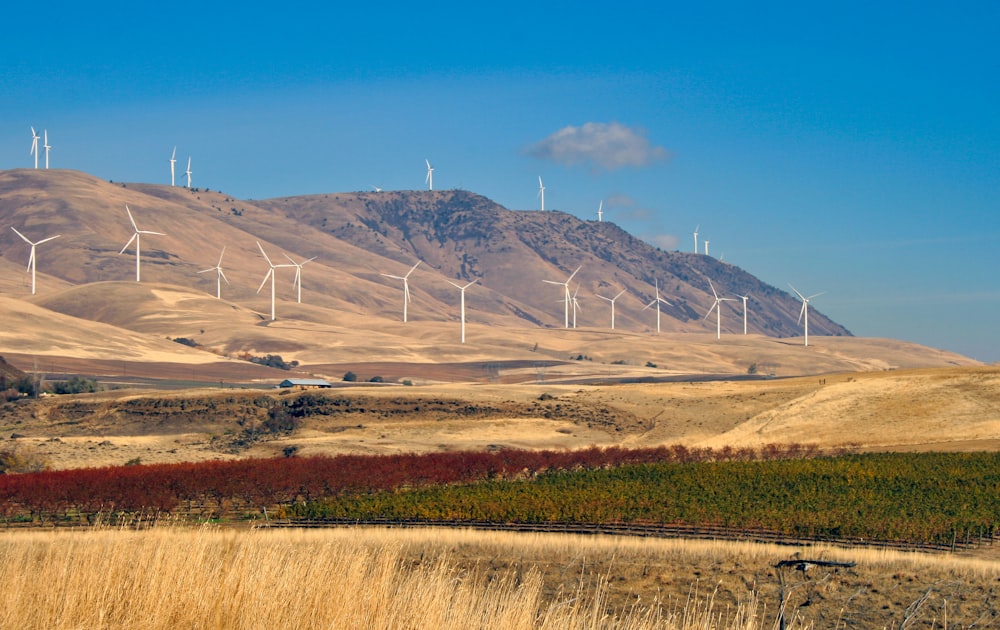 brown and green field with wind mills on mountain