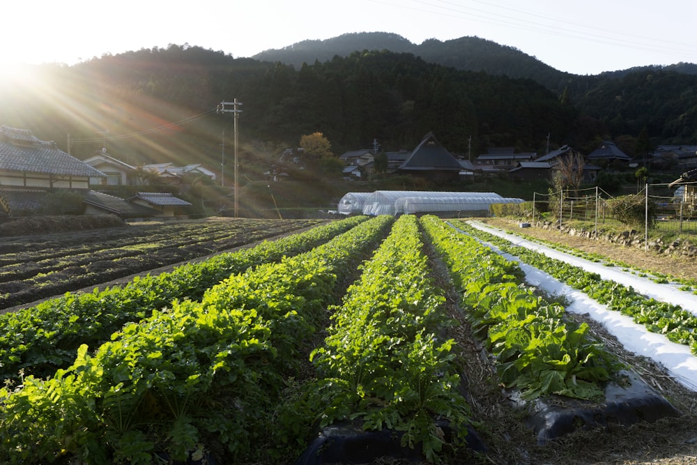 tierras de cultivo