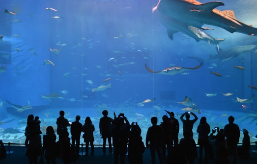 A large aquarium featuring diverse marine life, including small fish, stingrays, and large whale sharks. The silhouettes of people are visible in the foreground, observing the aquatic scene. The lighting creates a calming blue ambiance, highlighting the movement of the creatures in the water.