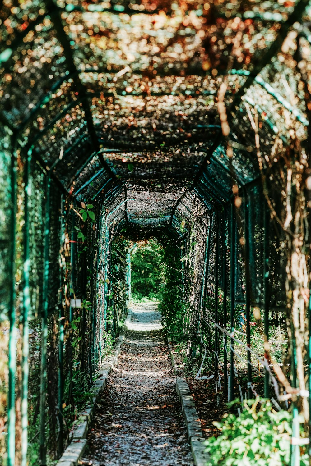 a walkway lined with vines and trees in a park