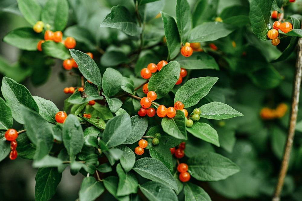 orangefarbene Beeren