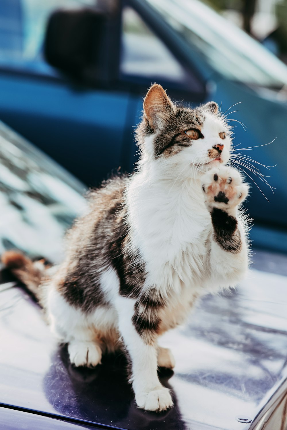 Chaton blanc et brun à fourrure courte