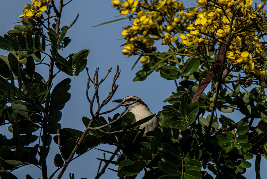 Wildlife photo spot Guanacaste Province Parque Nacional Palo Verde