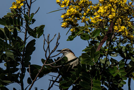 bird on tree in Guanacaste Province Costa Rica