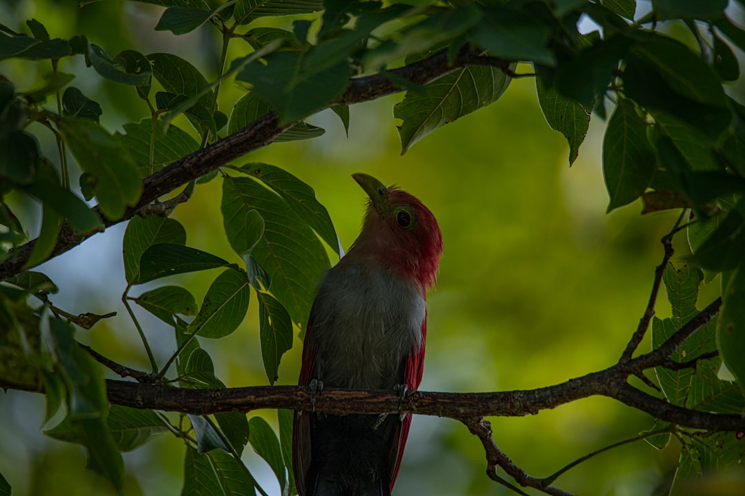 red and gray bird