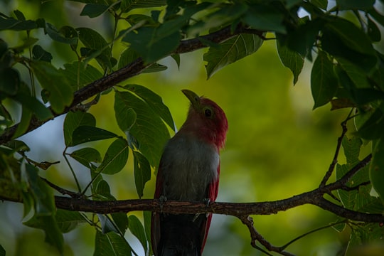 red and gray bird in Guanacaste Costa Rica