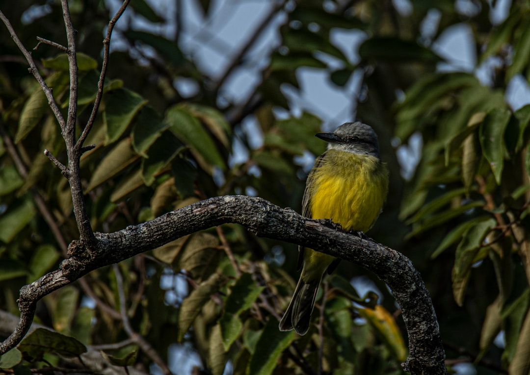 green bird on tree branch