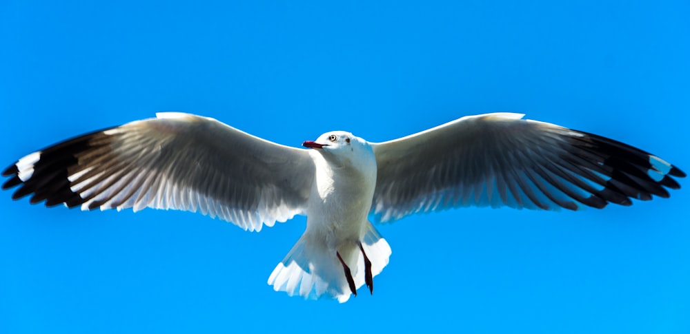 white and black bird