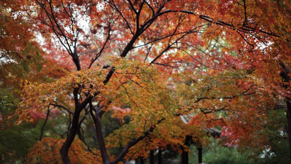 orange tree