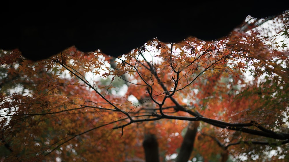 orange tree