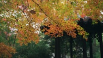 Brightly colored autumn leaves in shades of orange, red, and green fill the foreground, creating a rich tapestry of foliage. In the background, a traditional wooden pavilion with curved roof tiles is partially obscured by the leaves, suggesting a serene, natural setting.