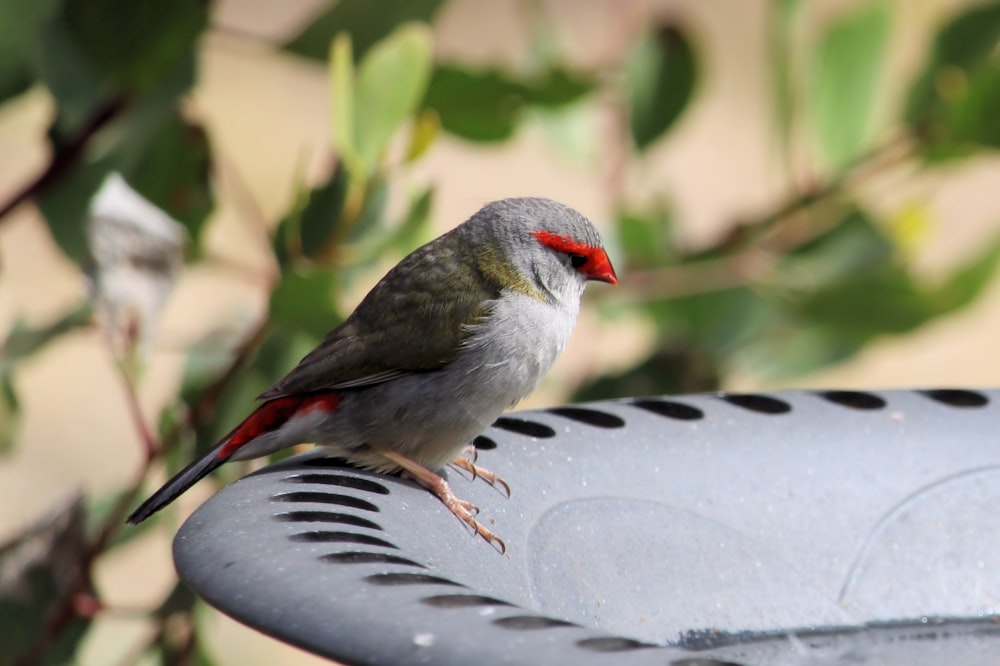 gray and white bird