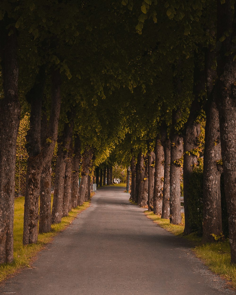 De grands arbres à côté de la rue