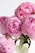 pink-petaled flowers