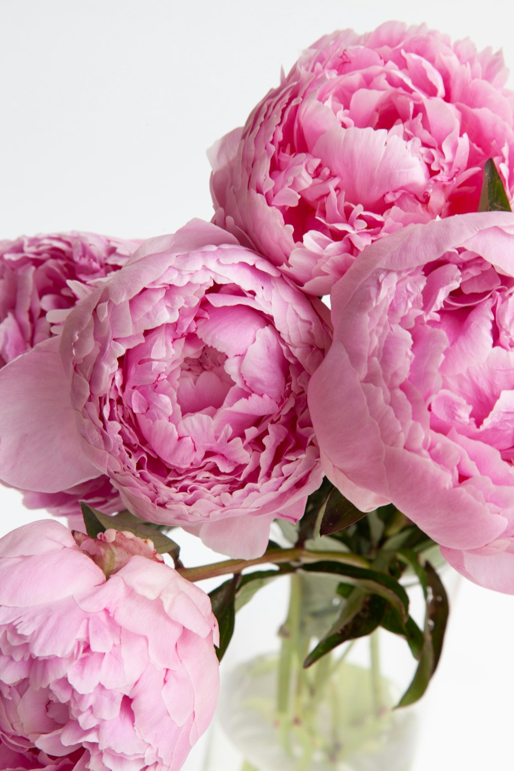 rosa-blättrige Blüten