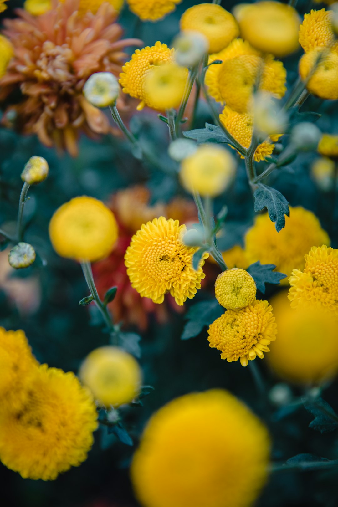 yellow cluster flower photograph