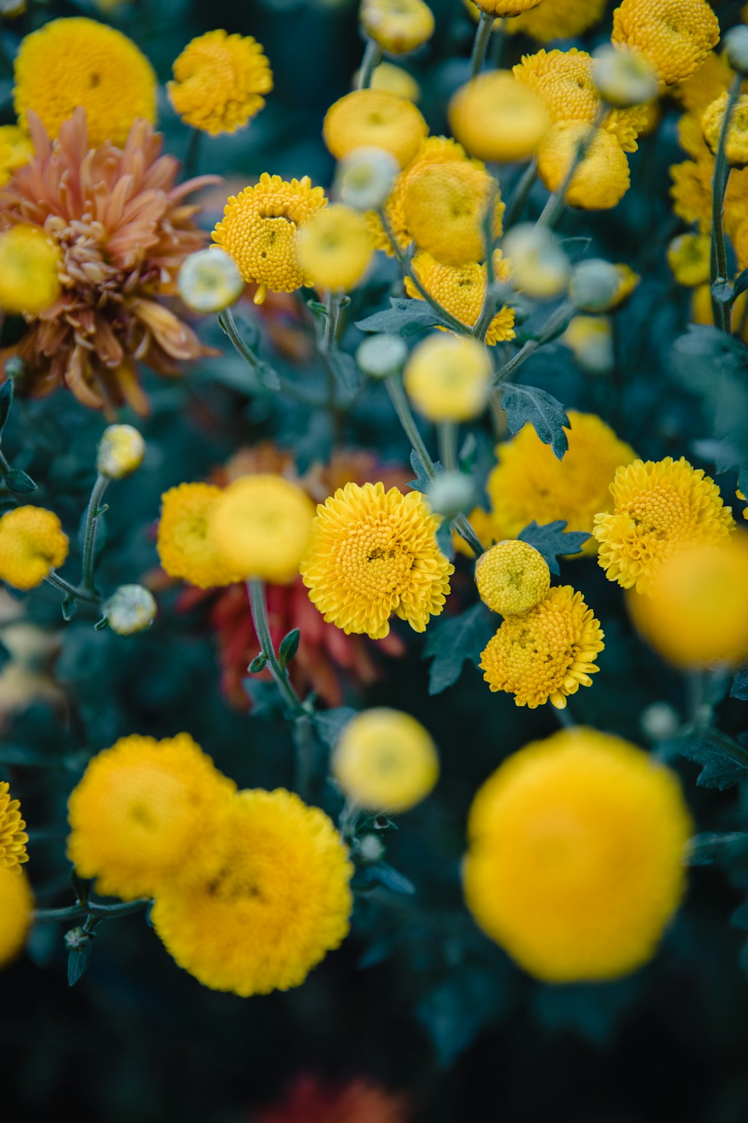 yellow-eptaled flower
