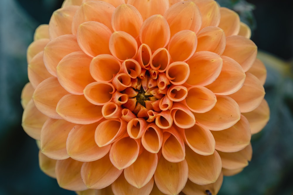 yellow cluster flower photograph