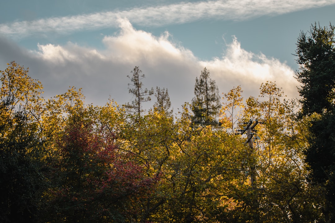 tall trees