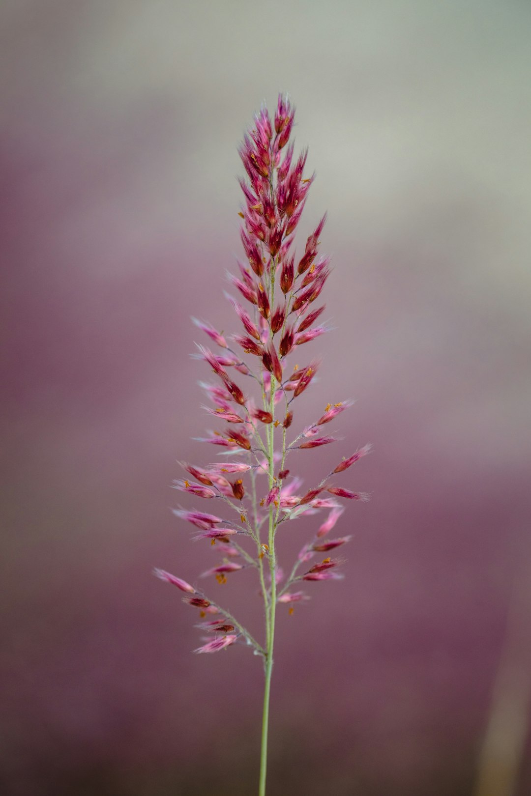 red-petaled flower