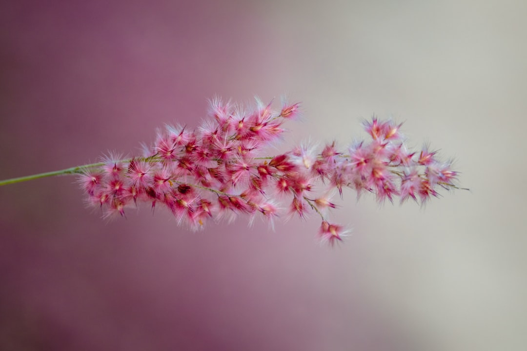 red-petaled flower