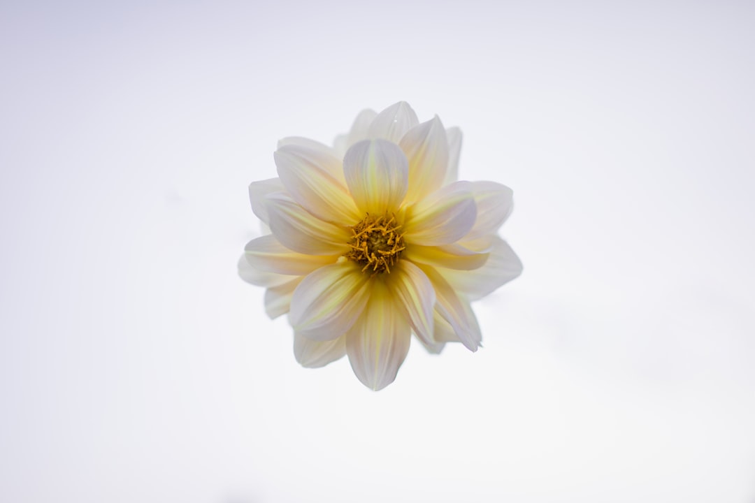 white and yellow-petaled flower