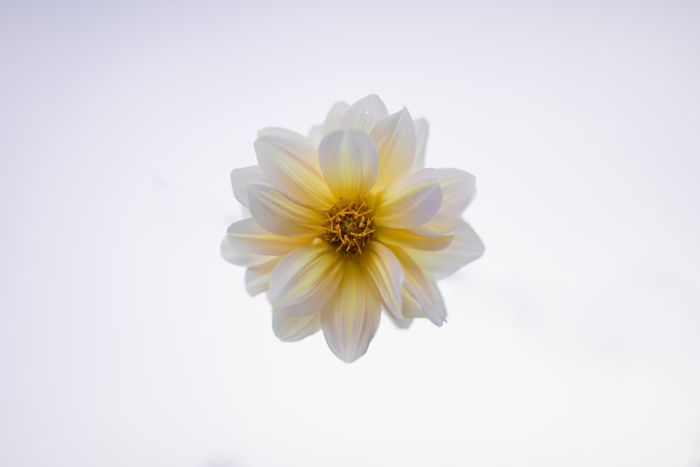 white and yellow-petaled flower