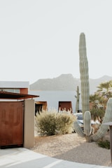 A commercial desert landscape with drought-resistant plants and clean, modern design.
