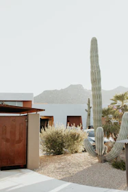 Wide-angle view of a quiet desert street lined with native plants and modern desert homes.