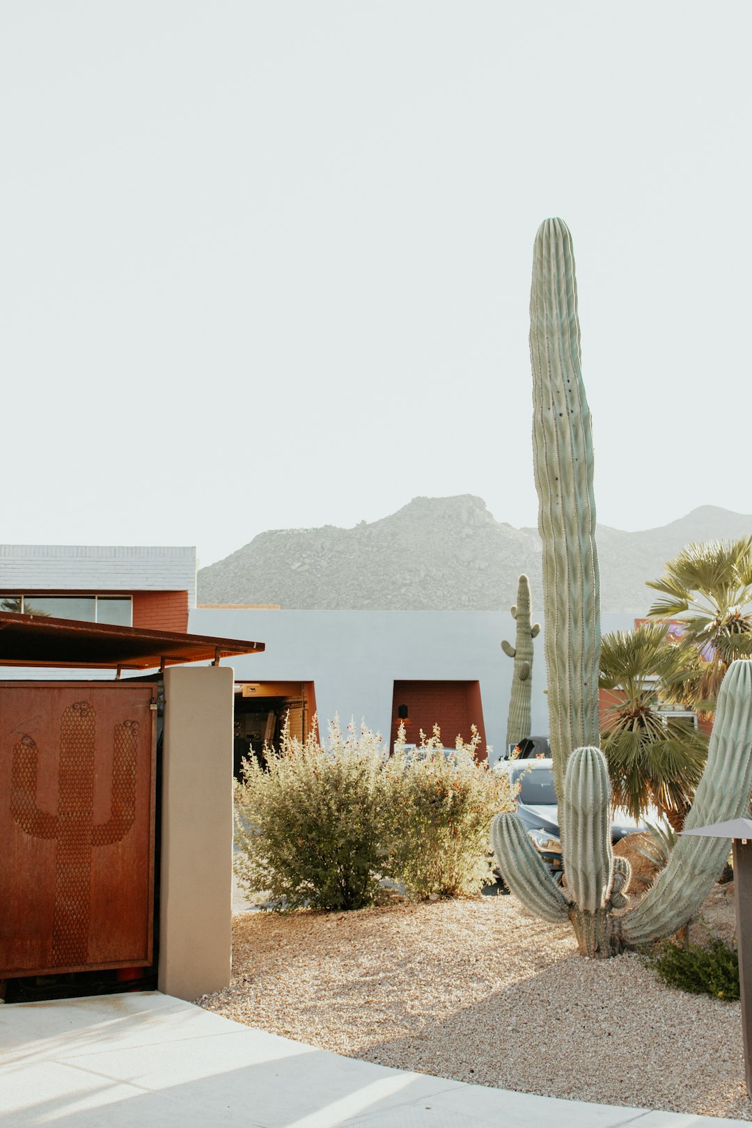 green cactus beside houses during daytime