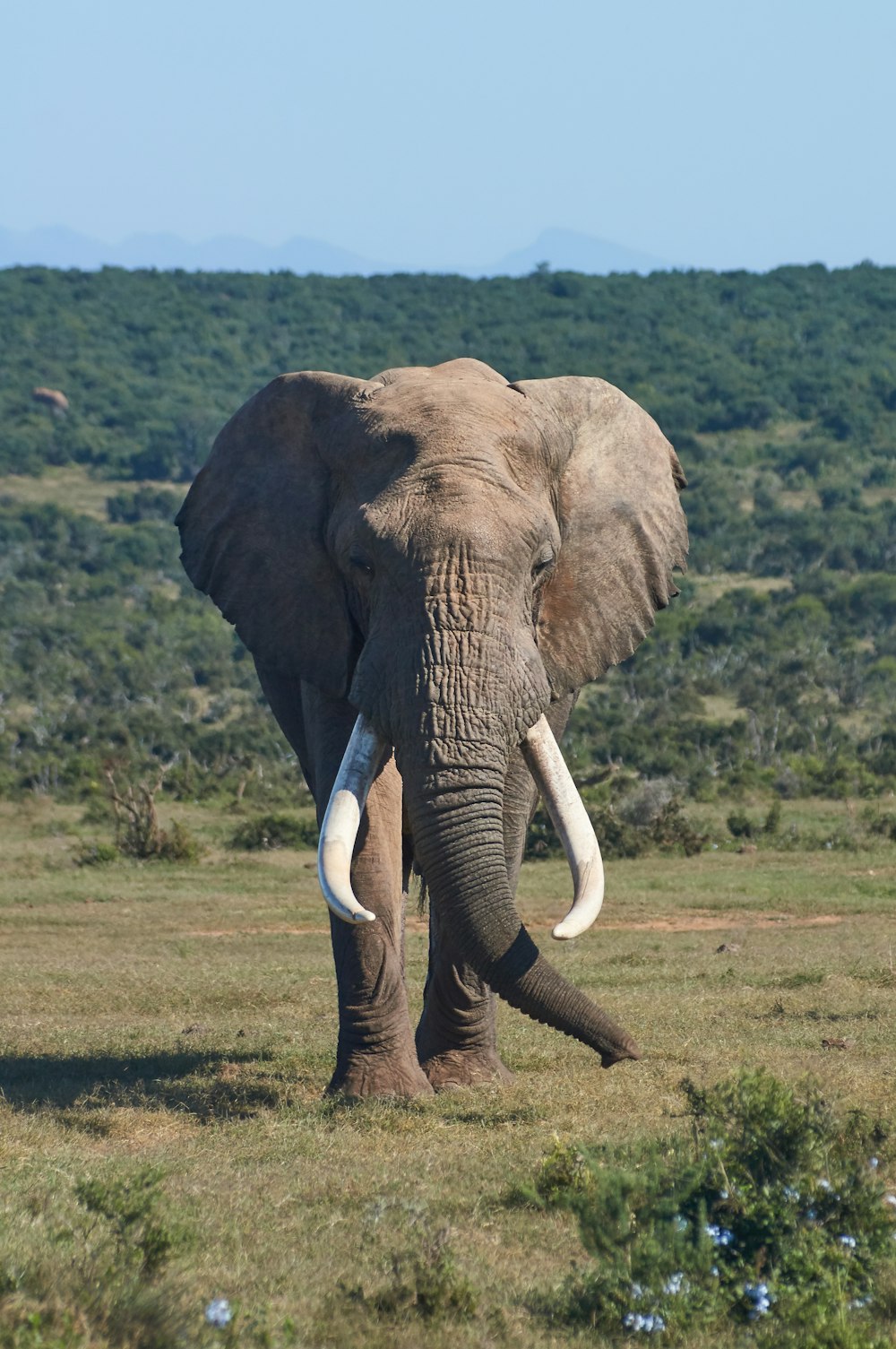 Elefante marrone sul campo dell'erba