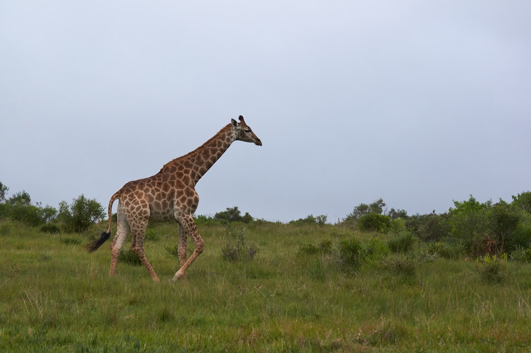 giraffe near trees