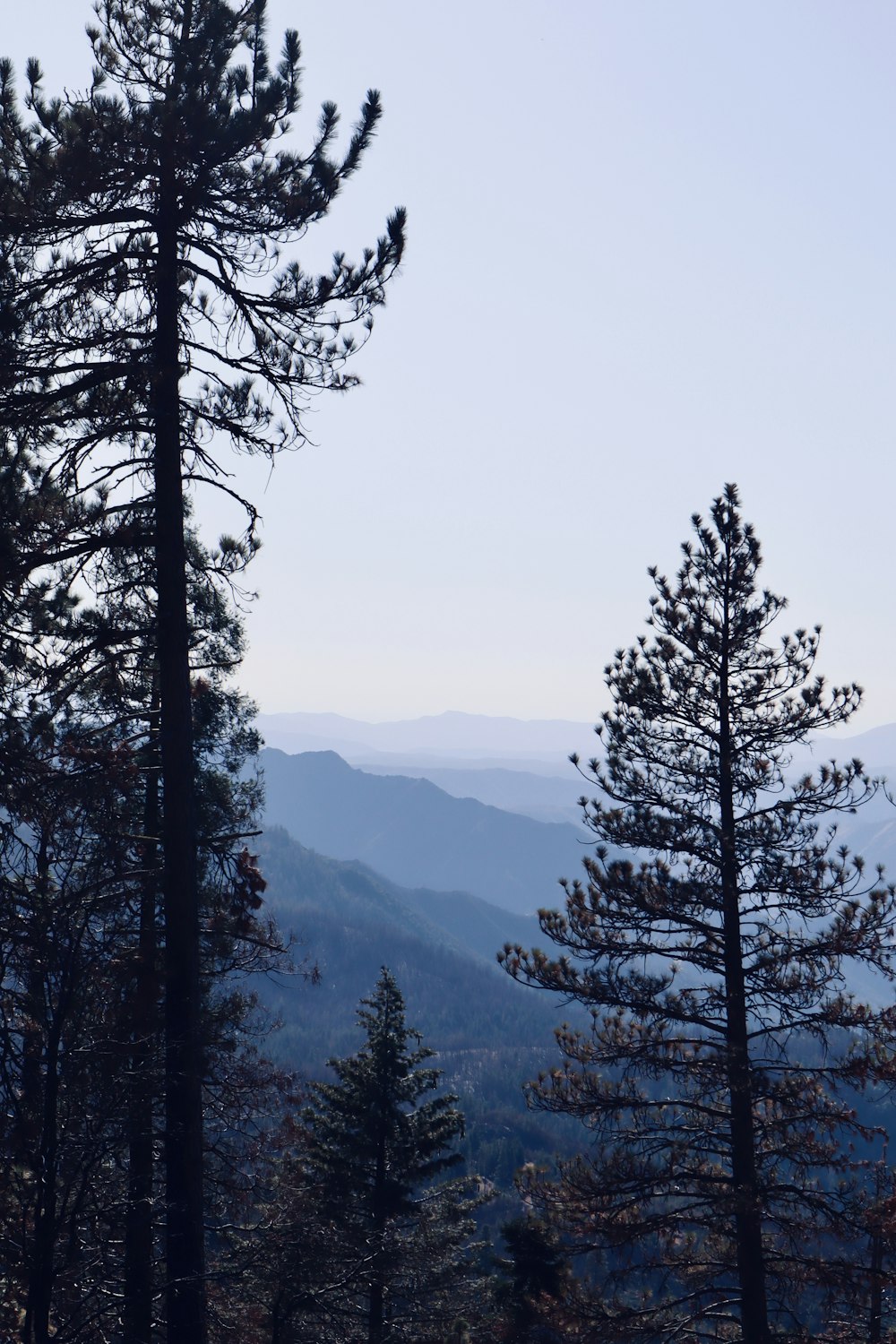 green trees during daytime