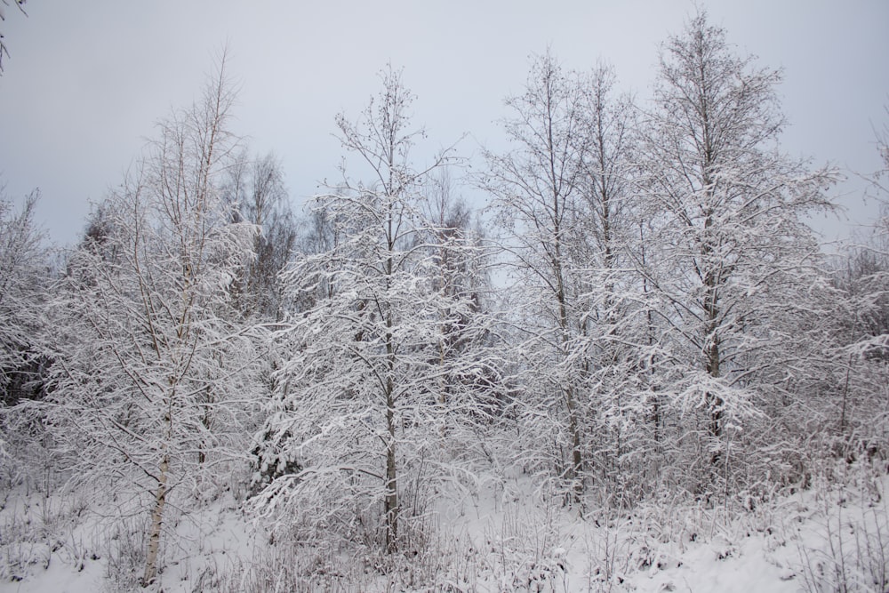 trees covered with snow