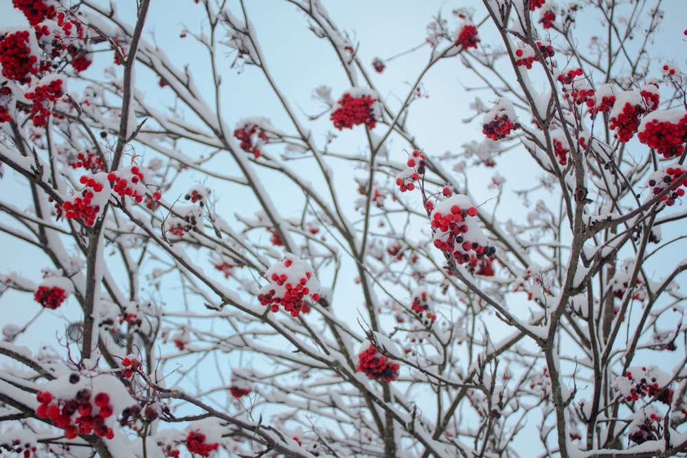 snow covered red pealed flowers