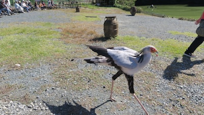 A large bird with long legs and a prominent beak walks on a gravel path. The bird has a striking appearance with black, white, and orange plumage. In the background, a group of people are seated on benches, possibly watching a demonstration or show. There is green grass and a body of water further back, along with two large barrels.