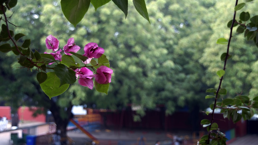 pink bougainvillea