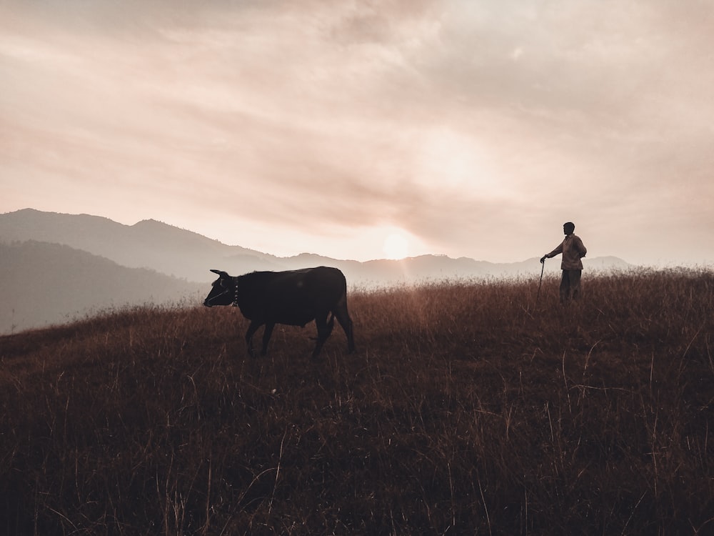 Mann hält das Seil eines Büffels auf einem Grasfeld