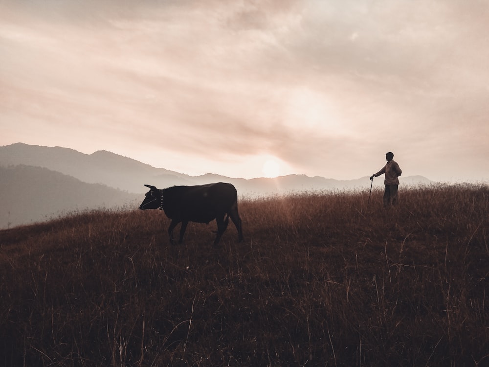 man holding the rope of buffalo on grass field