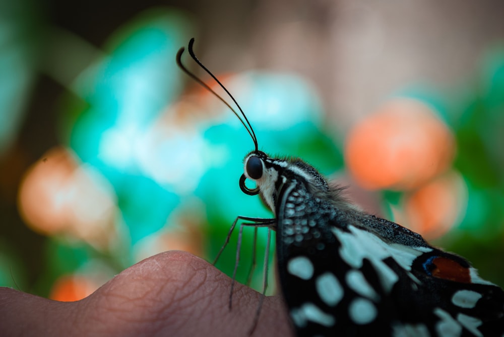 selective focus photo of butterfly perch on person's hand