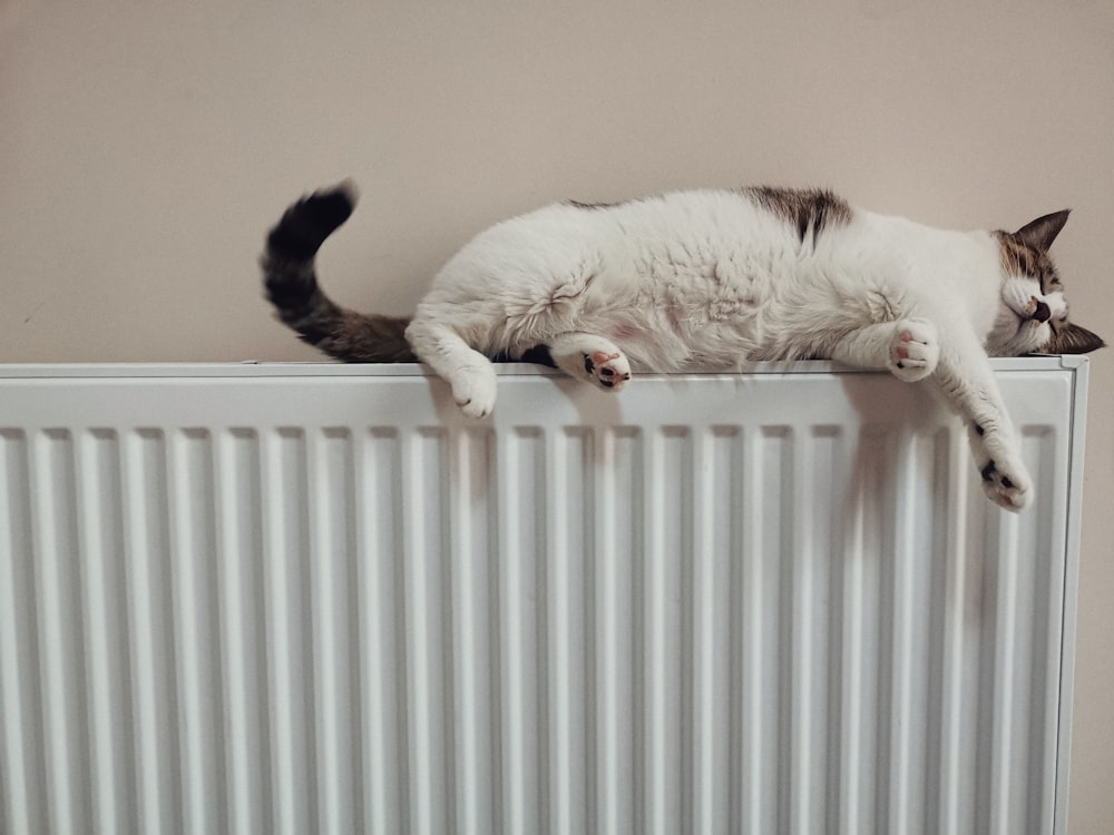 white and black cat on white radiator heater