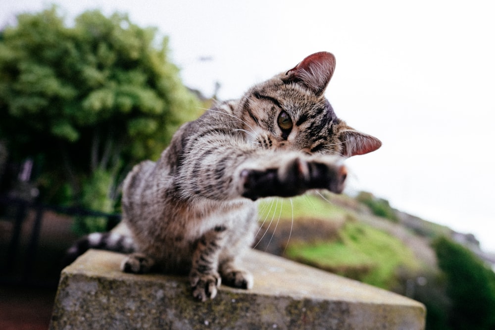 brown tabby cat on tabll