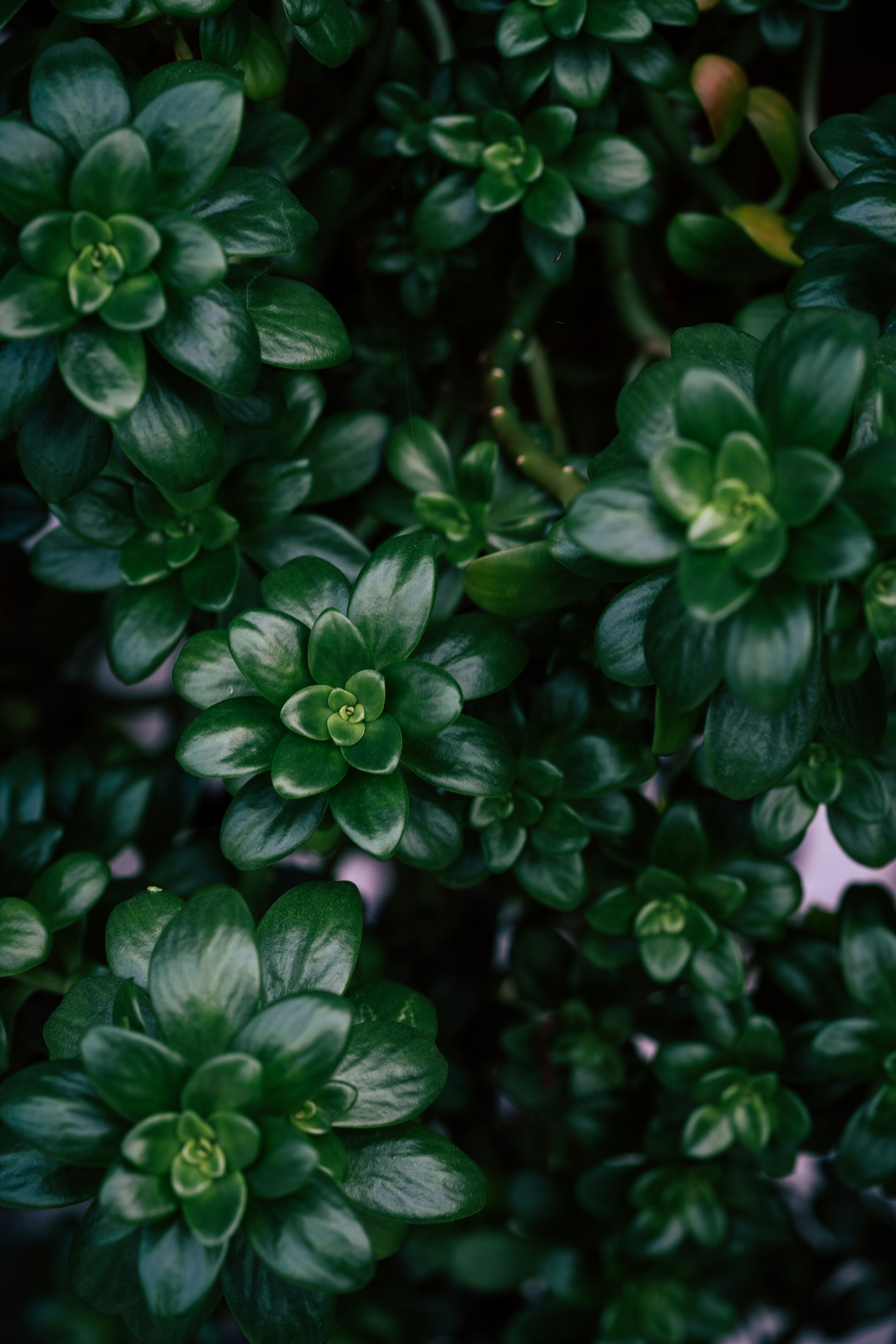 Photo by elyas_faghihi